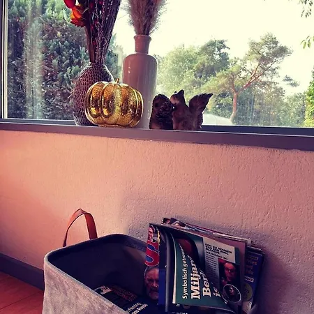 Heerlijk Bos Met Ongekende Rust En Vrijheid Vakantiehuis *
