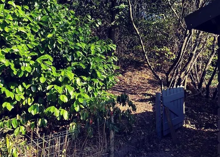 Heerlijk Bos Met Ongekende Rust En Vrijheid