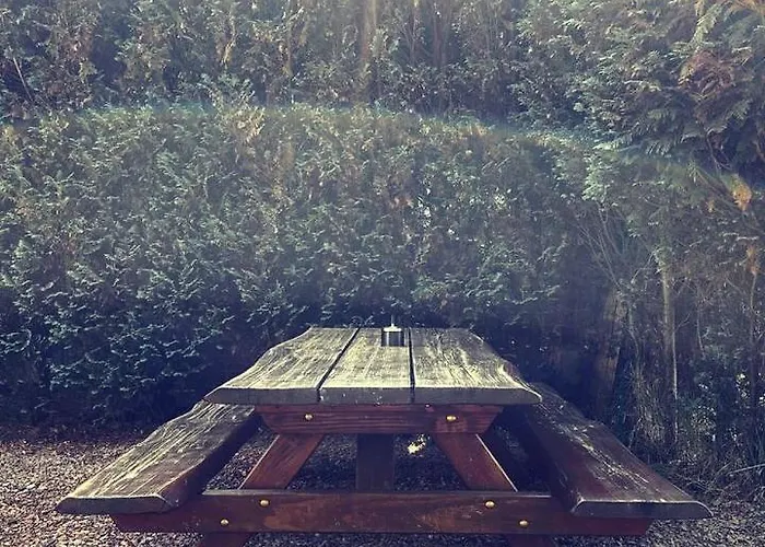 Heerlijk Bos Met Ongekende Rust En Vrijheid Nunspeet